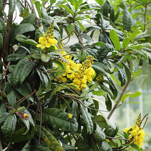 Acridocarpus natalitius